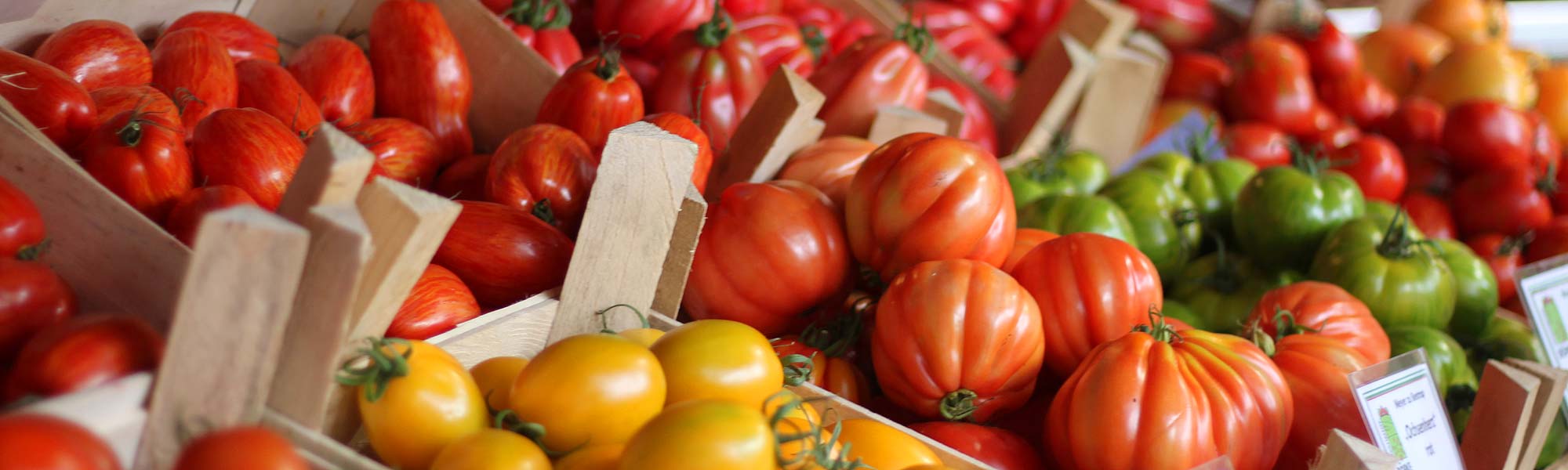 viele verschiedene Tomatensorten:Ochsenherz-Tomaten, Zahnradtomaten, Flaschentomaten und weitere Sorten
